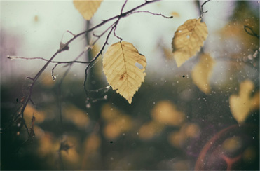 leaf